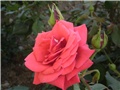 ruža2
